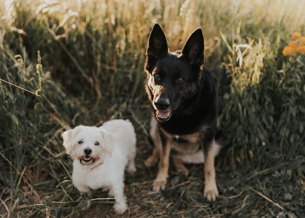 small white dog and german shepherd sitting in a field looking at the camera at golden hour