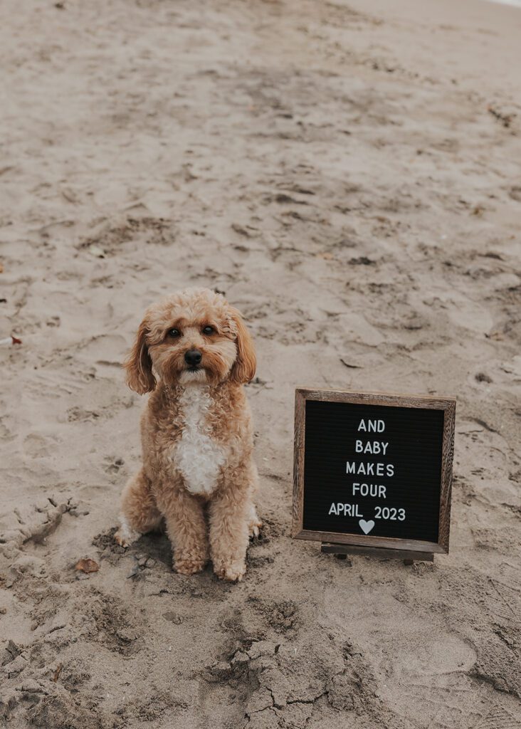 pet dog sitting on the beach next to a sign that says he is going to be an older sibling during a pregnancy announcement photoshoot in rochester ny