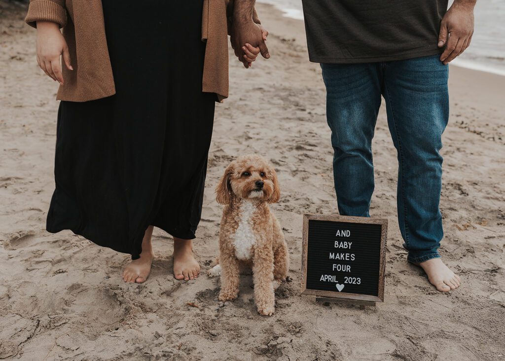couple holding hands with their dog sitting in between them with a sign saying he is going to be an older sibling during a pregnancy announcement photoshoot in rochester ny on the beach